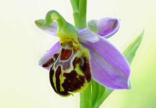 Bienenragwurz (Ophrys apifera)