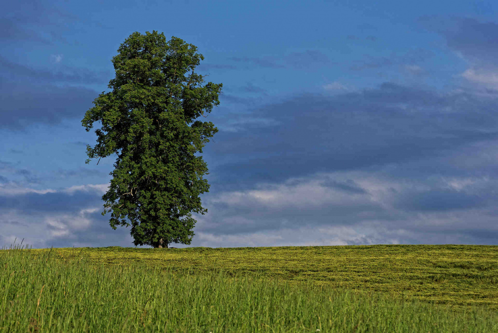 1516_Emmental_D7506205_bWZbv_Blueberry Hill_Linde.jpg