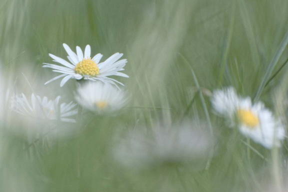 Gänseblümchen