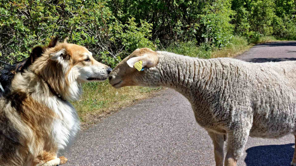 Schäferhund mit Schaf