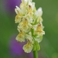 Holunder Knabenkraut (Dactylorhiza sambucina)