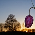 Schachbrettblume (fritilaria meleagris) im Sonnenuntergang