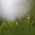 Schattenblümchen (Maianthemum)