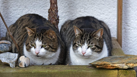 Zwei Kater