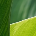 Cannablätter 