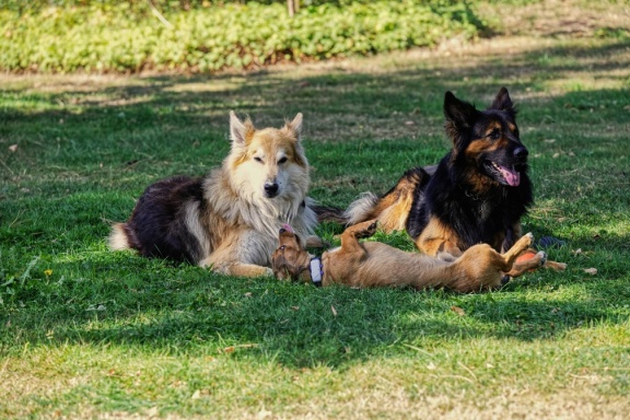 Maxl mit Santos und Barney im Garten