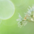 Bärlauchblüten mit bubbles
