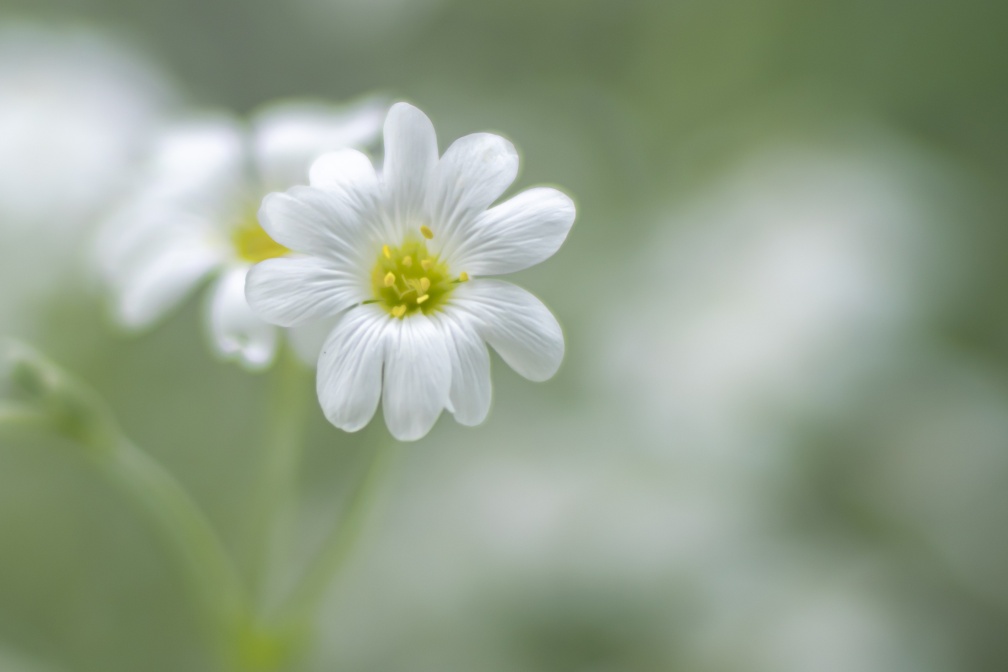 25-05_filziges Hornkraut_OM108193_WLrbfZv_Garten.jpg