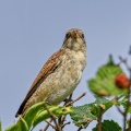 Neuntöter, Jungvogel 