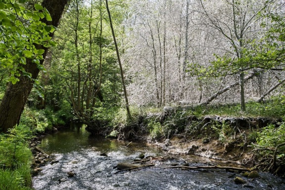 Silberwald