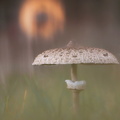 Parasol