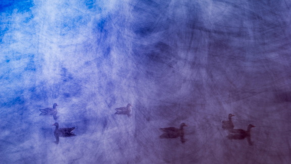 Gänse am Rubbenbruchsee