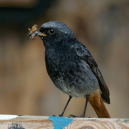 Hausrotschwanz mit Insekten