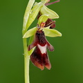 Fliegen-Ragwurz (Ophrys insectifera)