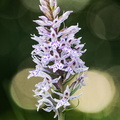 Knabenkraut, (Dactylorhiza)