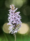 Knabenkraut, (Dactylorhiza)