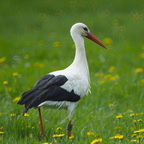 Storch