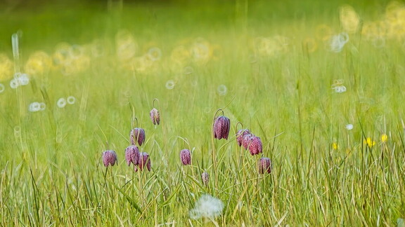 Schachbrettblume