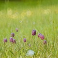 Schachbrettblume