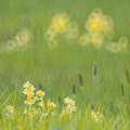 Schlüsselblumen