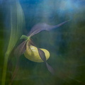 Frauenschuh (Cypripedium calceolus)