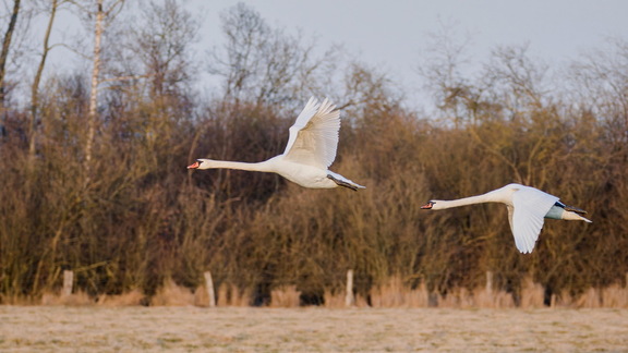 Weser/Nordsee-Tour: Schwäne im Meerbruch bei Rehburg