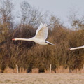 Weser/Nordsee-Tour: Schwäne im Meerbruch bei Rehburg