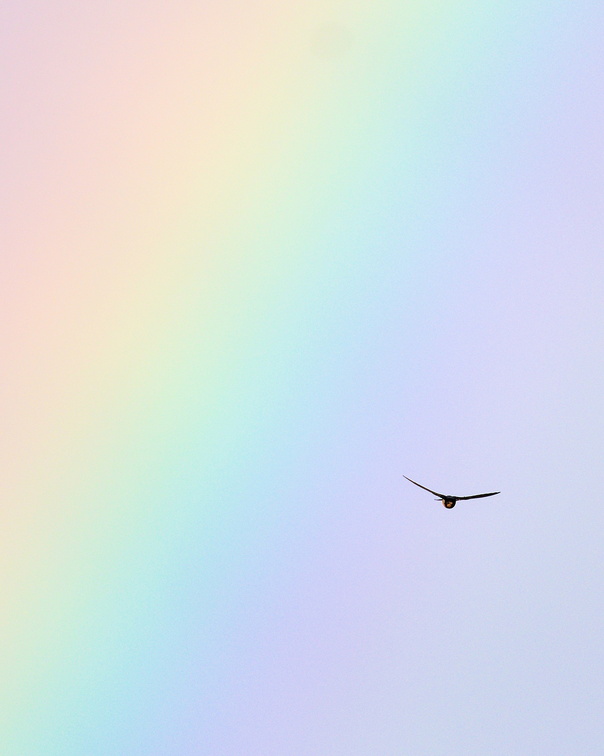 26-08_Rauchschwalbe_OM117129_WbZEMbv_vor Regenbogen_Zuhause.jpg