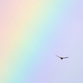 Rauchschwalbe im Regenbogen