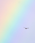 Rauchschwalbe im Regenbogen