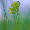 Schlüsselblume