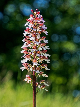 Purpurknabenkraut (Orchis purpurea)