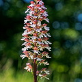 Purpurknabenkraut (Orchis purpurea)