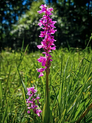Weserbergland: Manns Knabenkraut (Orchis mascula)