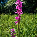 Weserbergland: Manns Knabenkraut (Orchis mascula)