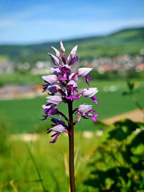 094_Ottbergen_260523_JZEbrv_Helm-Knabenkraut.jpg