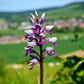 Weserbergland: Helm-Knabenkraut (Orchis militaris)