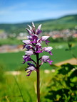 Weserbergland: Helm-Knabenkraut (Orchis militaris)